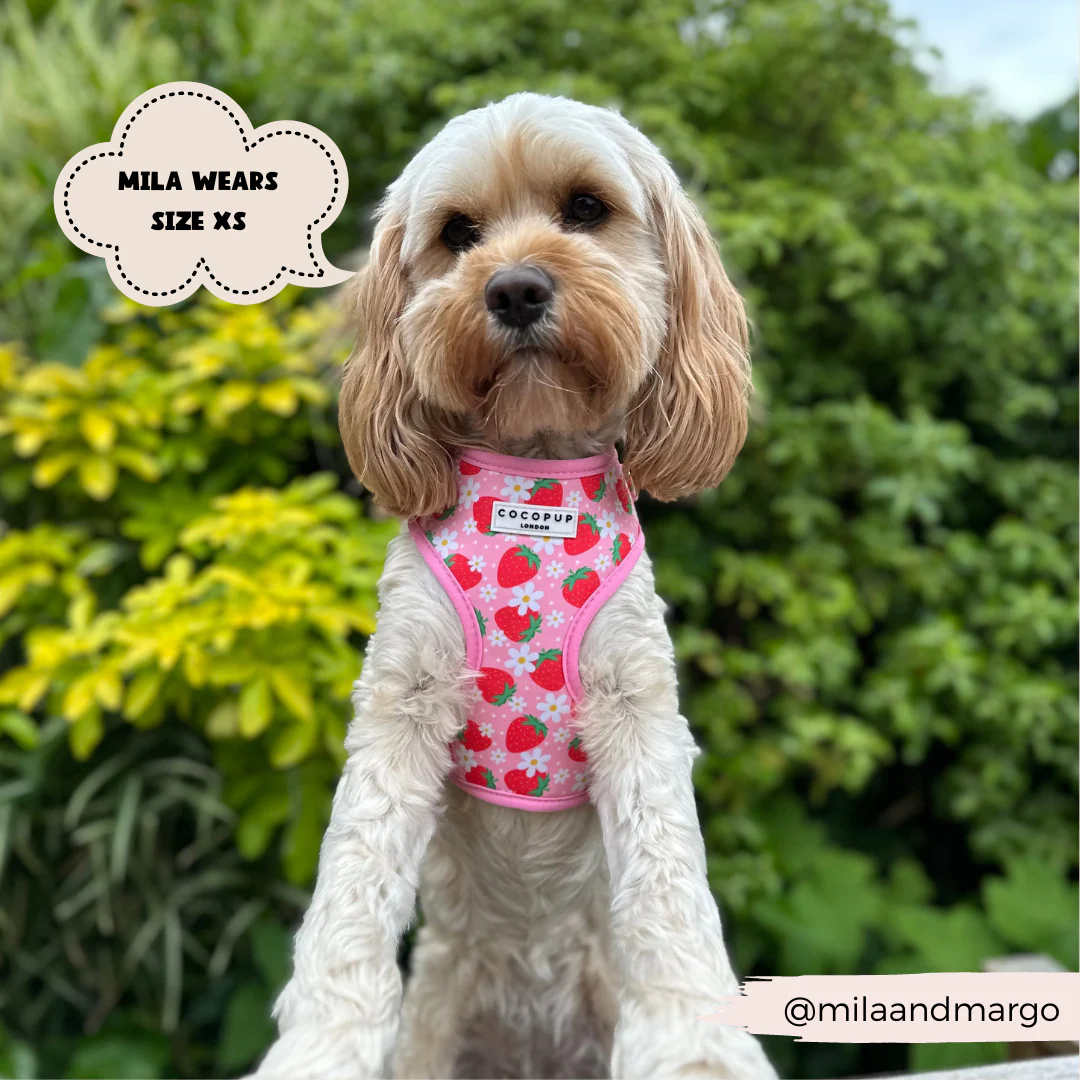 Pupberry Fields Adjustable Neck Harness, Lead & Collar Bundle - Image 19