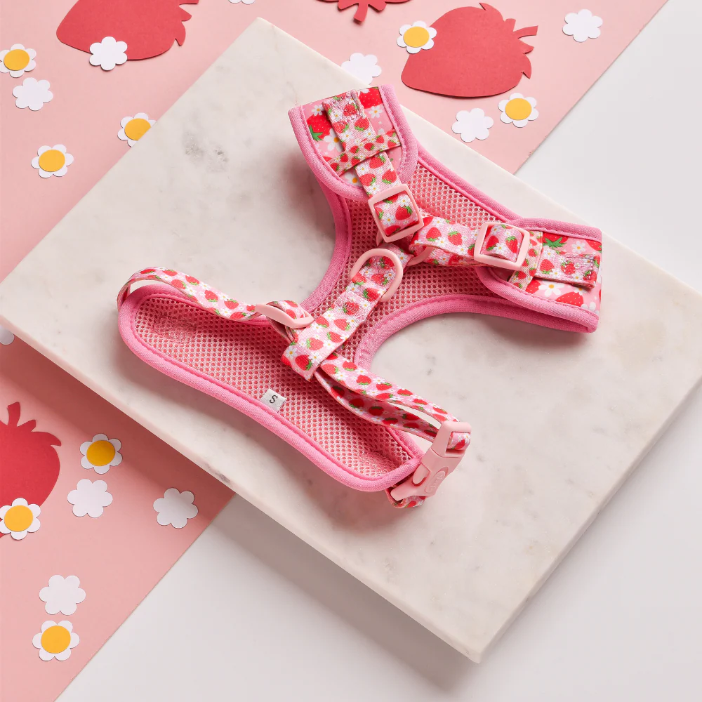 Pupberry Fields Adjustable Neck Harness, Lead & Collar Bundle - Image 2
