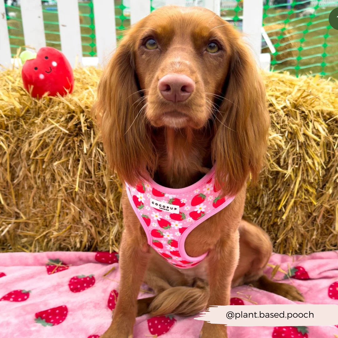 Pupberry Fields Adjustable Neck Harness, Lead & Collar Bundle - Image 23
