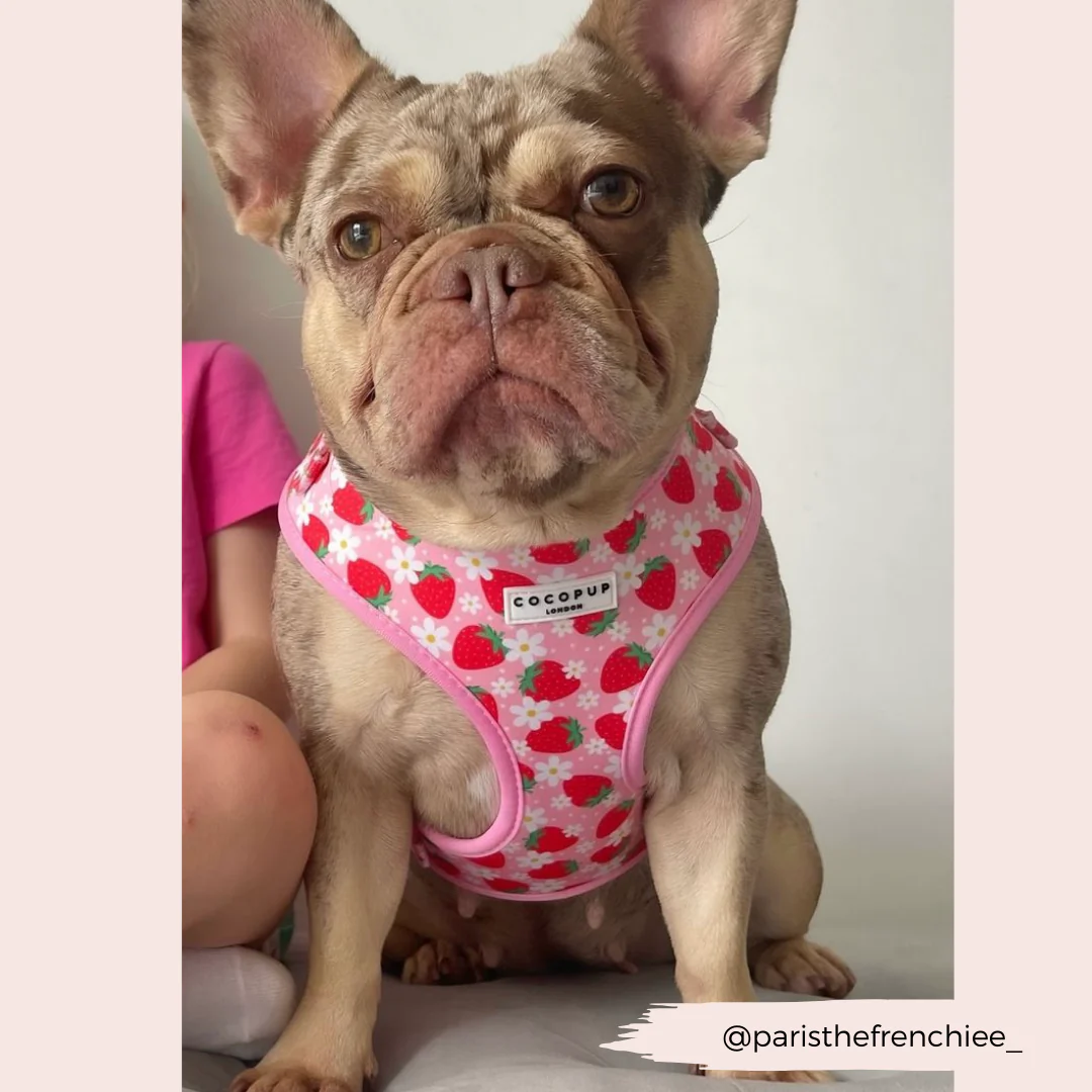 Pupberry Fields Adjustable Neck Harness, Lead & Collar Bundle - Image 28