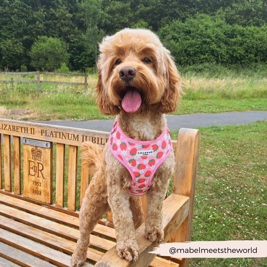 Pupberry Fields Adjustable Neck Harness, Lead & Collar Bundle - Image 31