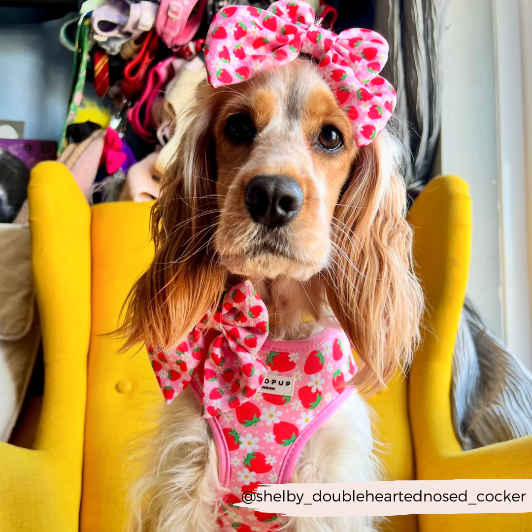 Pupberry Fields Adjustable Neck Harness, Lead & Collar Bundle - Image 32