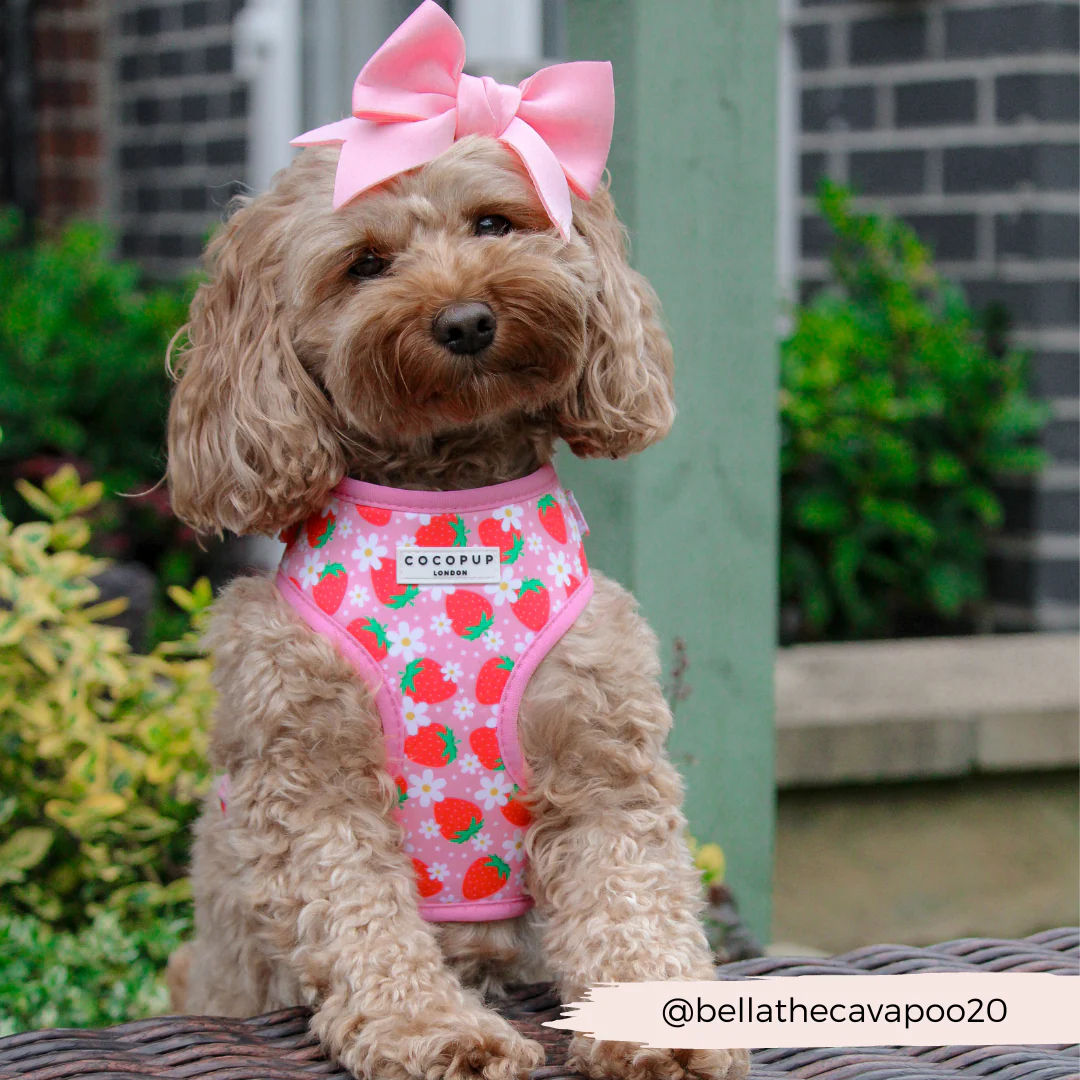 Pupberry Fields Adjustable Neck Harness, Lead & Collar Bundle - Image 35