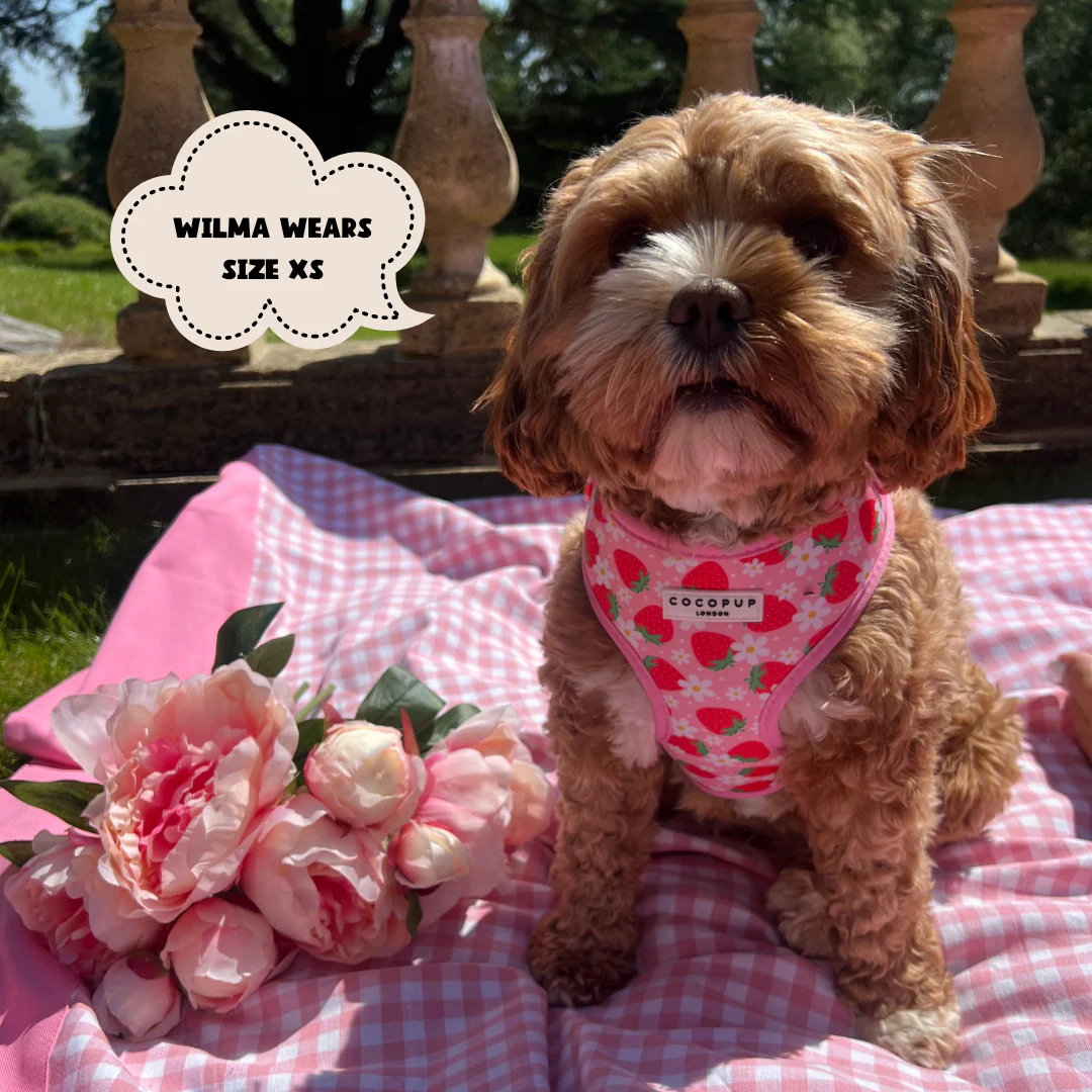 Pupberry Fields Adjustable Neck Harness, Lead & Collar Bundle - Image 9