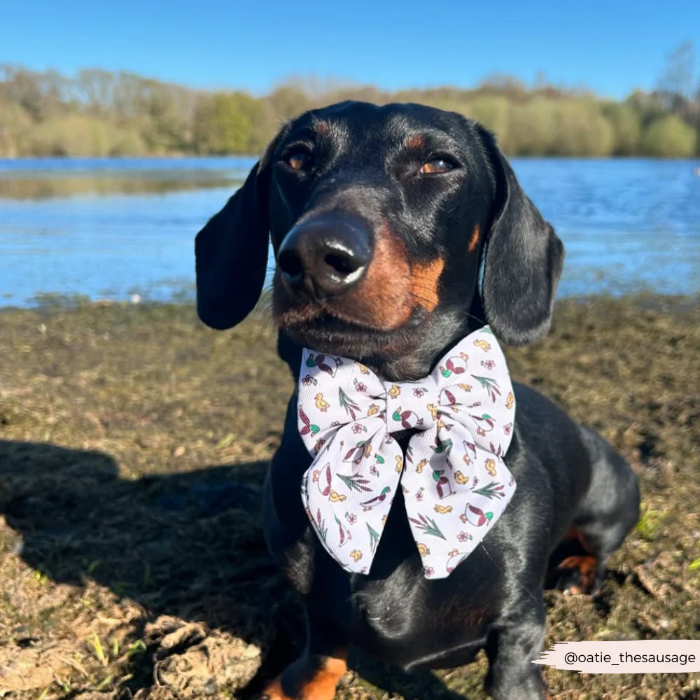 Puddle Pup Sailor Bow Tie - Image 4