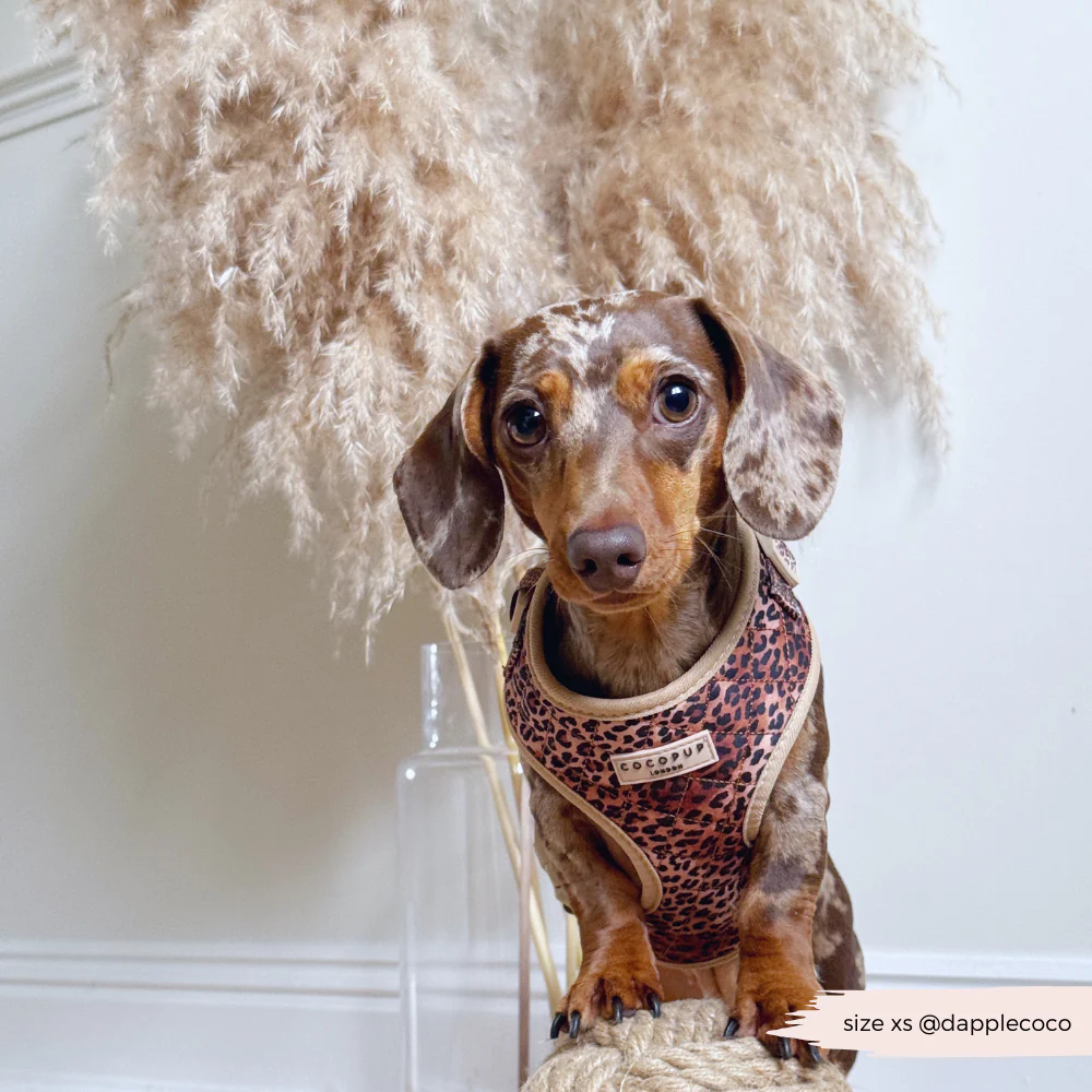 Quilted Leopard Pup Adjustable Neck Harness, Lead & Collar Bundle - Image 20