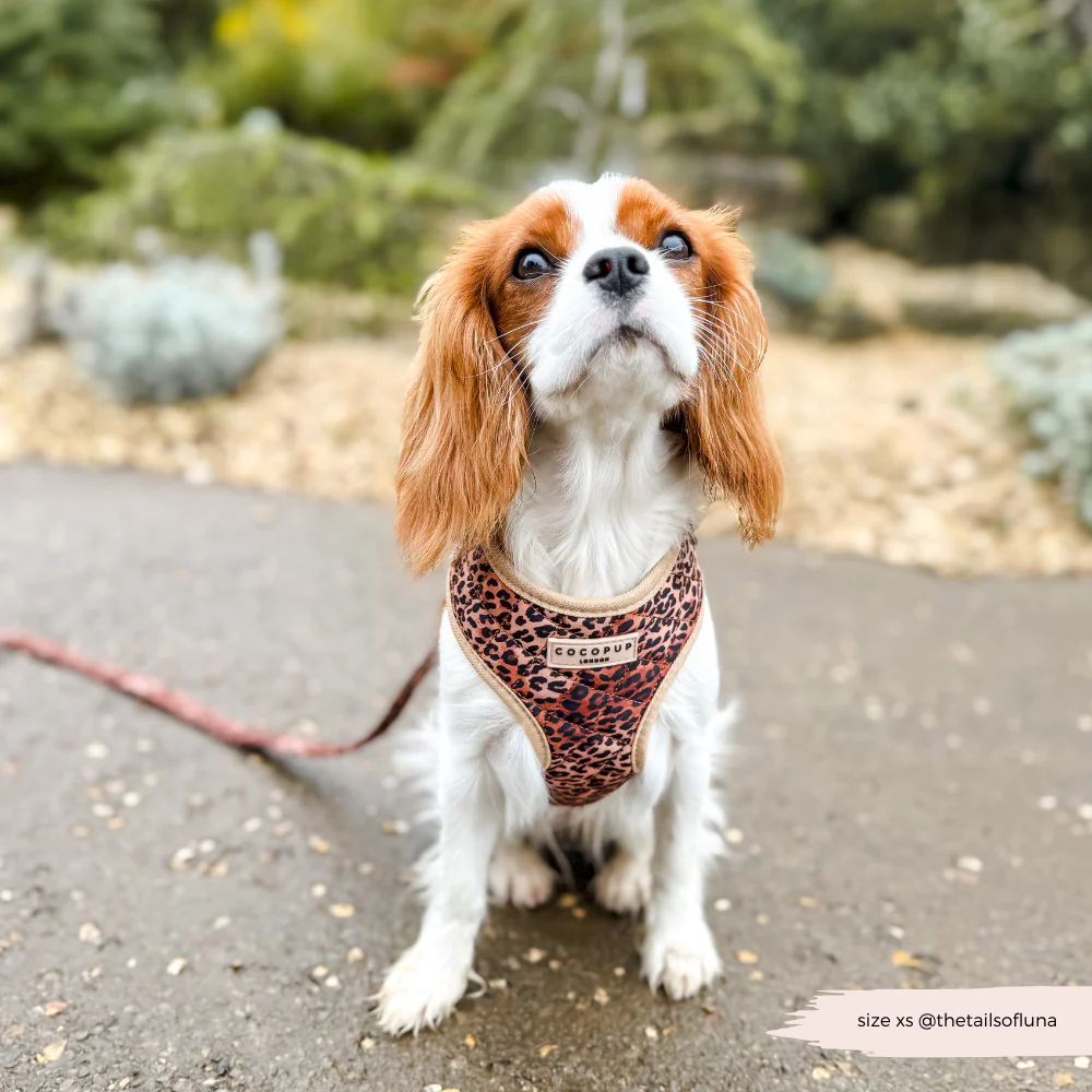 Quilted Leopard Pup Adjustable Neck Harness, Lead & Collar Bundle - Image 21