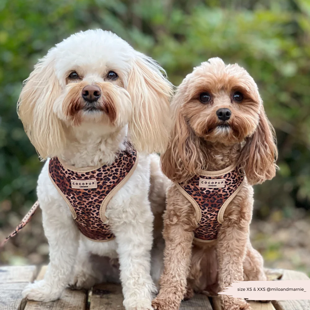Quilted Leopard Pup Adjustable Neck HARNESS - Image 11