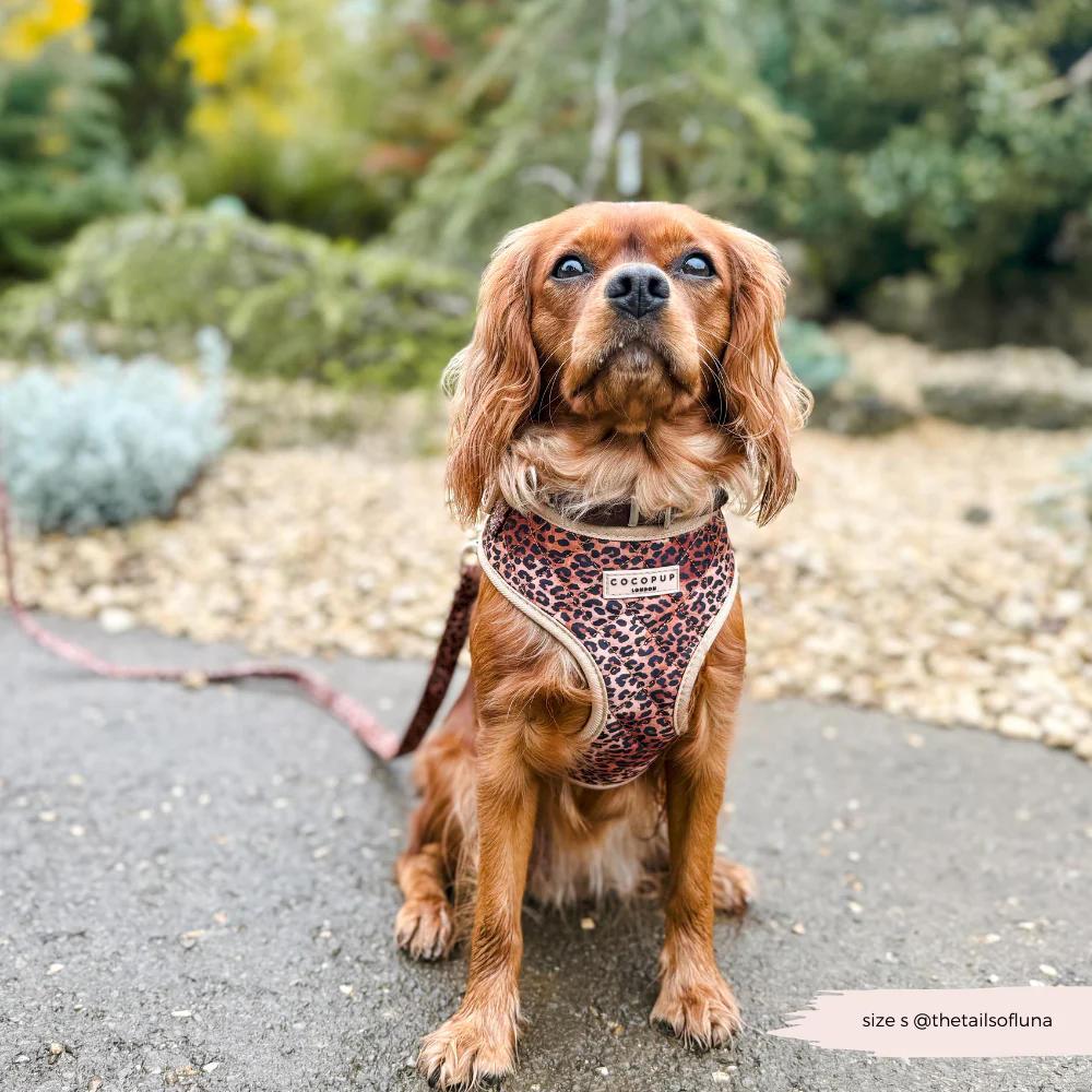Quilted Leopard Pup Adjustable Neck Harness, Lead & Collar Bundle - Image 29