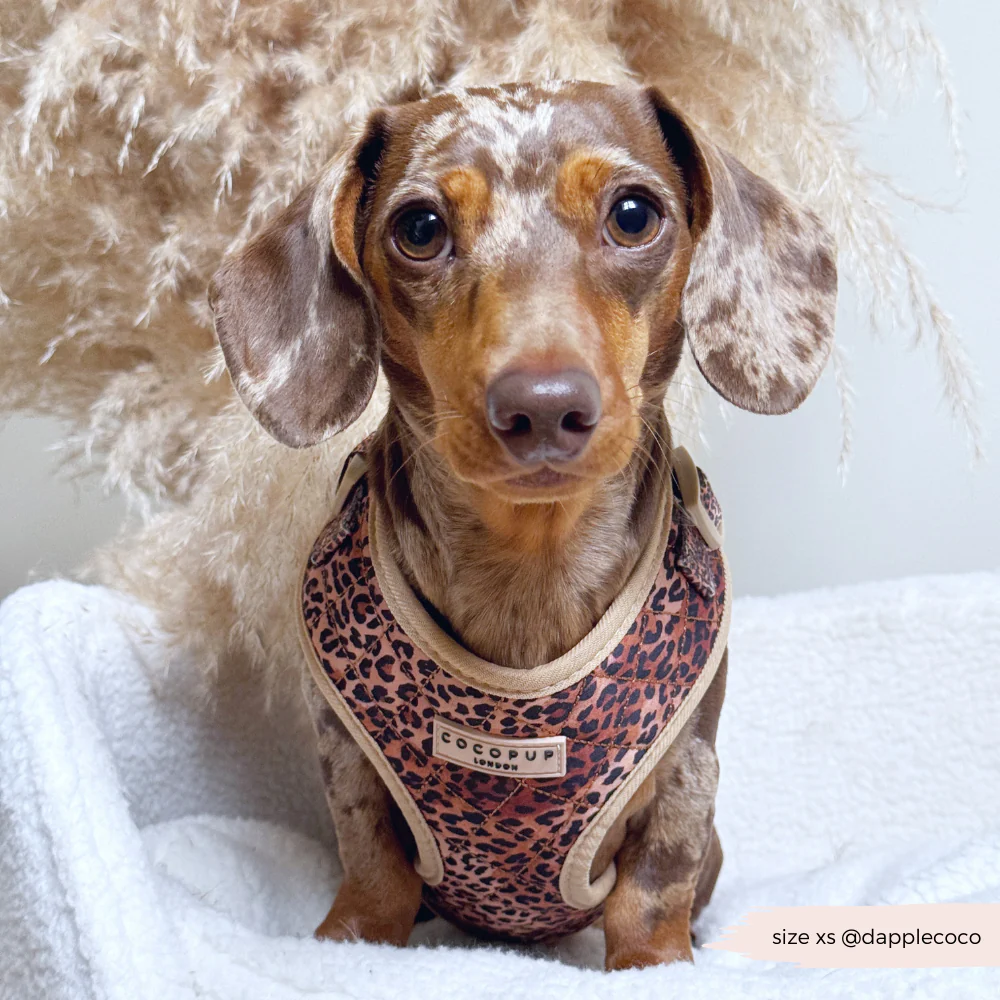 Quilted Leopard Pup Adjustable Neck HARNESS - Image 6