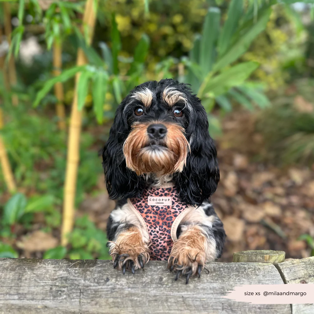 Quilted Leopard Pup Adjustable Neck Harness, Lead & Collar Bundle - Image 35