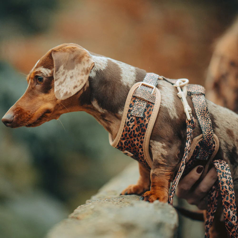 Quilted Leopard Pup Adjustable Neck Harness, Lead & Collar Bundle - Image 37