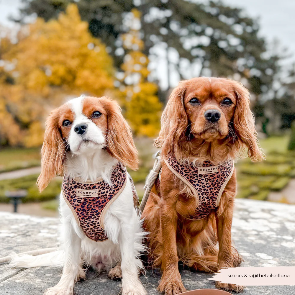 Quilted Leopard Pup Adjustable Neck Harness, Lead & Collar Bundle - Image 39