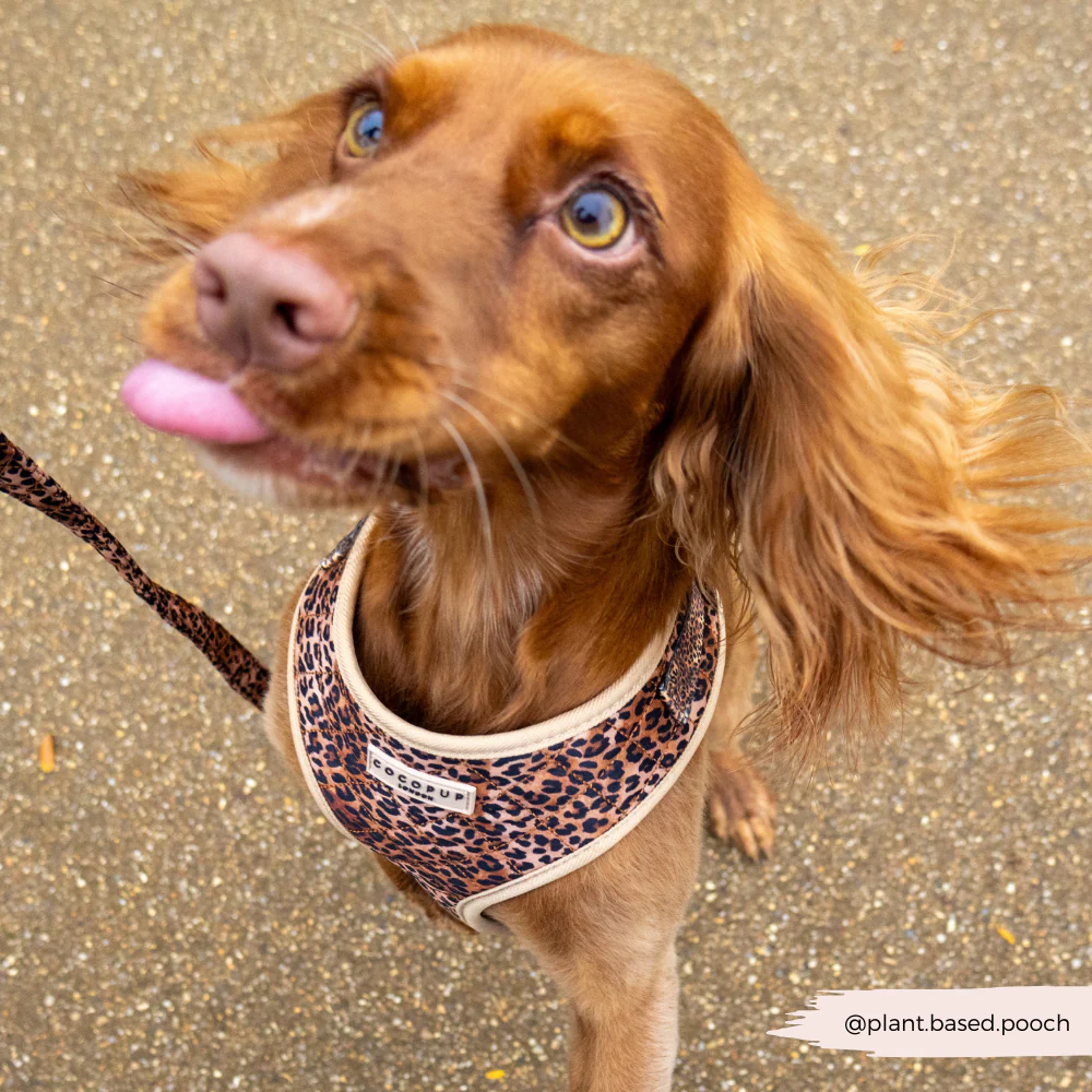 Quilted Leopard Pup Adjustable Neck Harness, Lead & Collar Bundle - Image 41