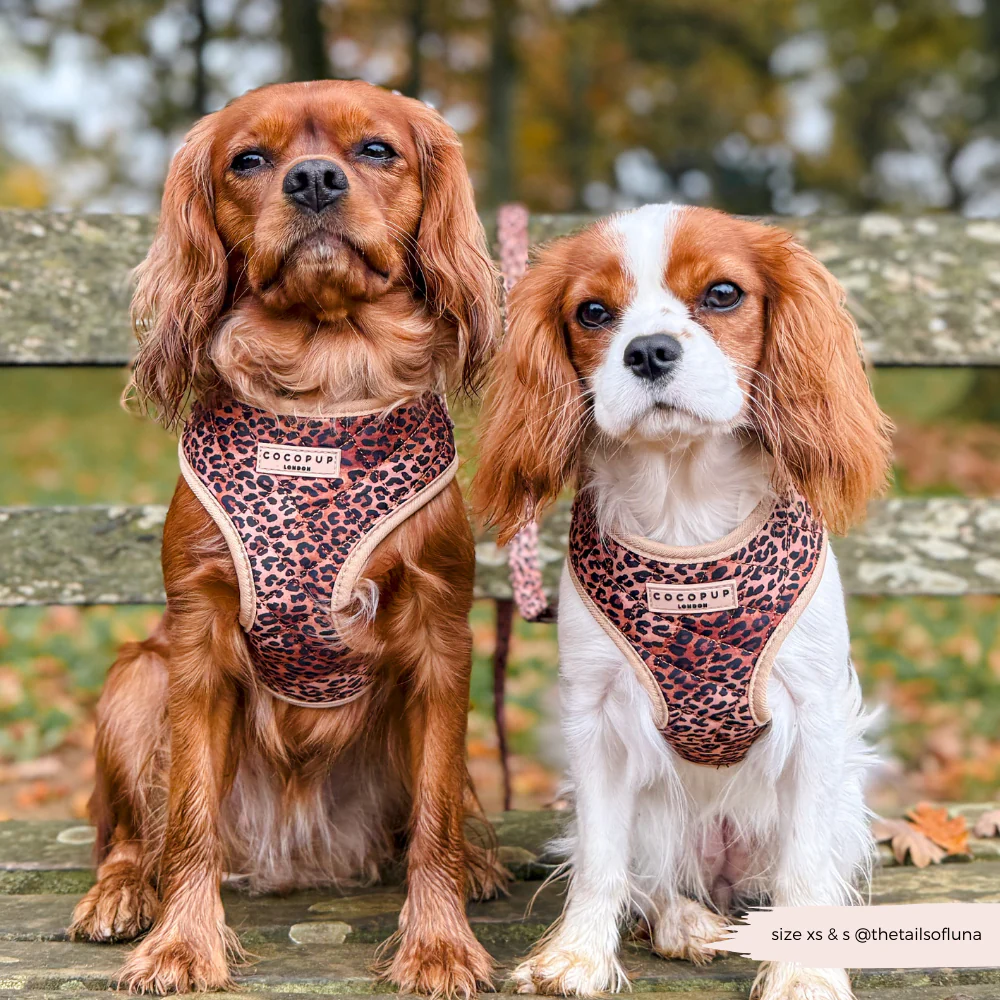 Quilted Leopard Pup Adjustable Neck HARNESS - Image 7