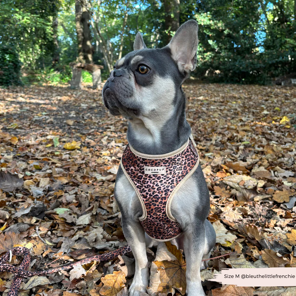 Quilted Leopard Pup Adjustable Neck Harness, Lead & Collar Bundle - Image 53