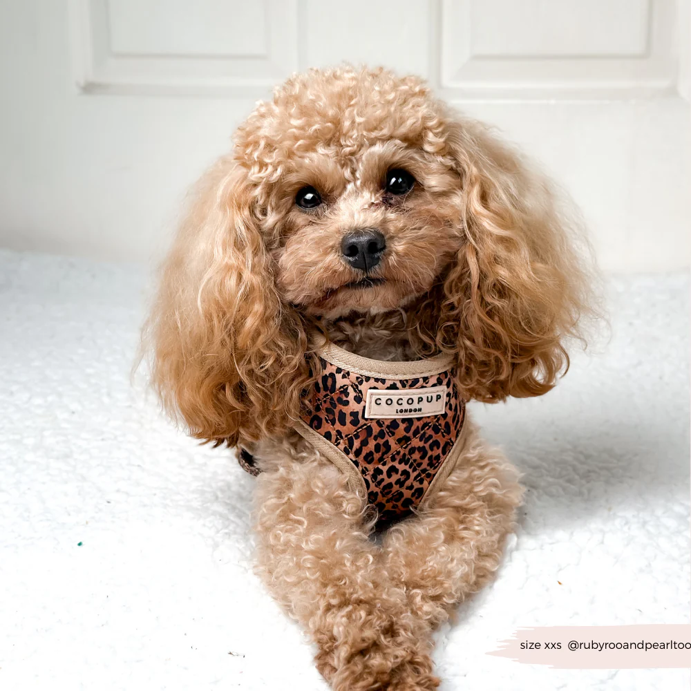 Quilted Leopard Pup Adjustable Neck Harness, Lead & Collar Bundle - Image 7