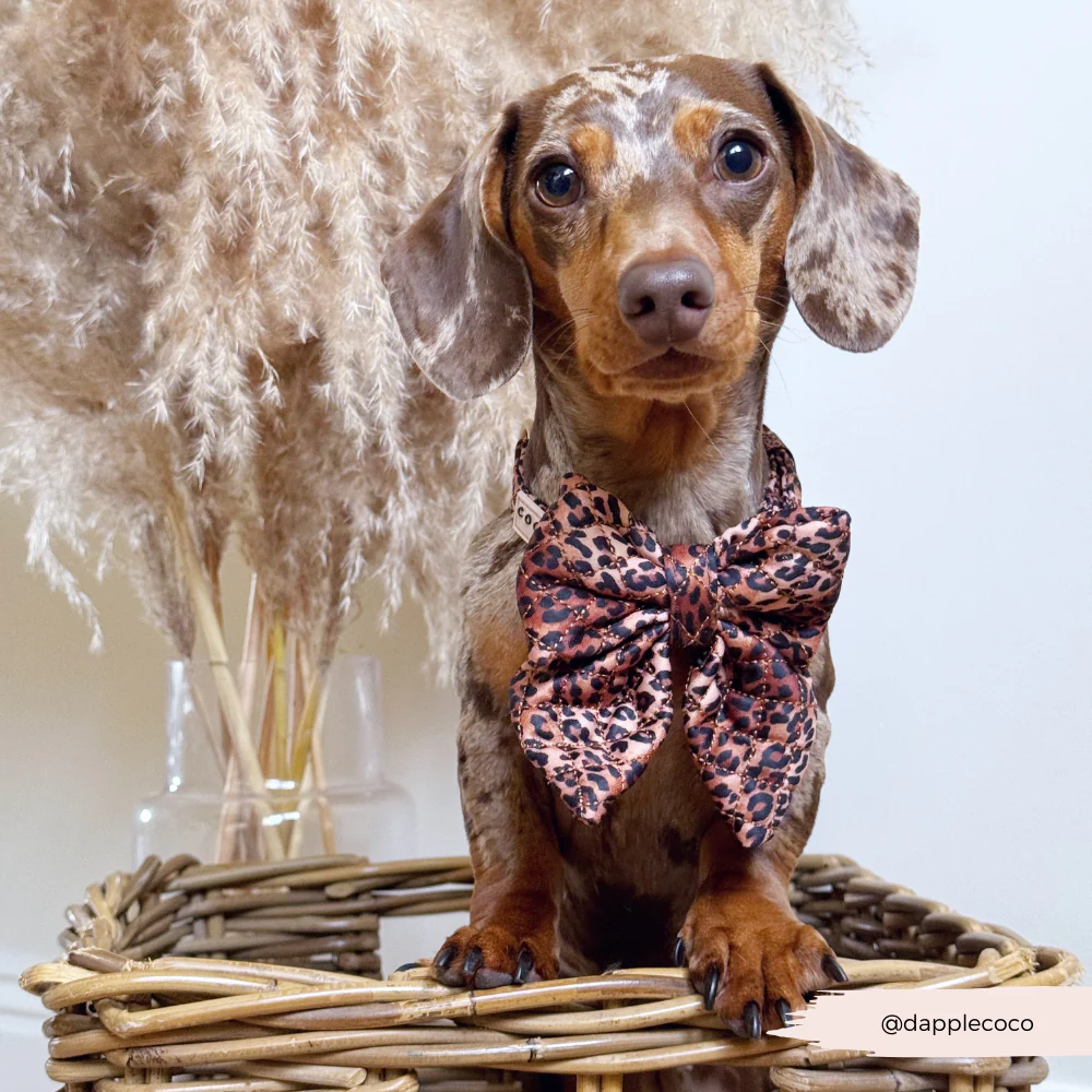 Quilted Leopard Pup Sailor Bow Tie - Image 3