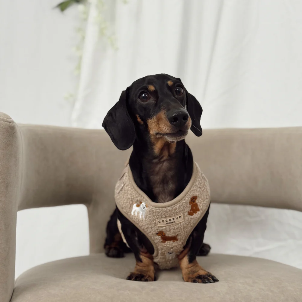 Ralph & Friends Mocha Teddy Adjustable Neck HARNESS - Image 13