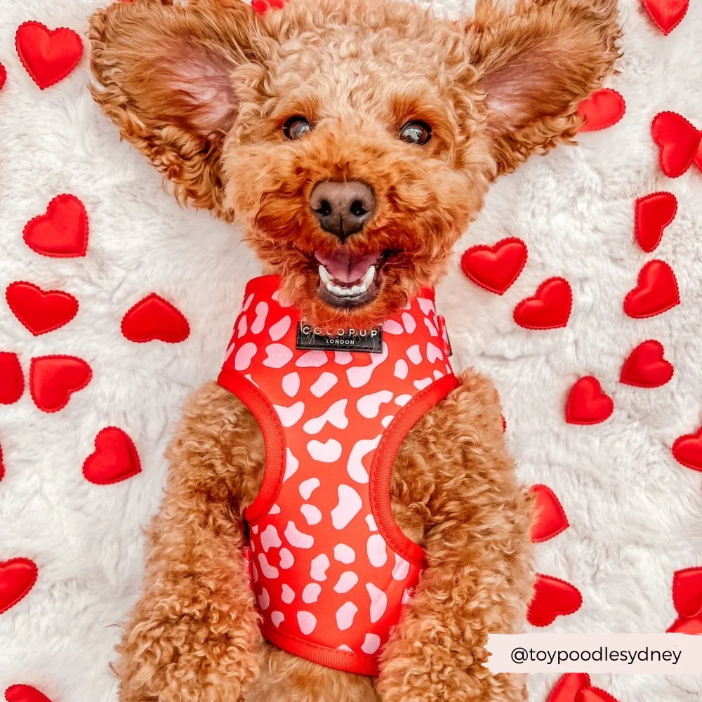Red & Pink Leopard Adjustable Neck Harness, Lead & Collar Bundle - Image 10
