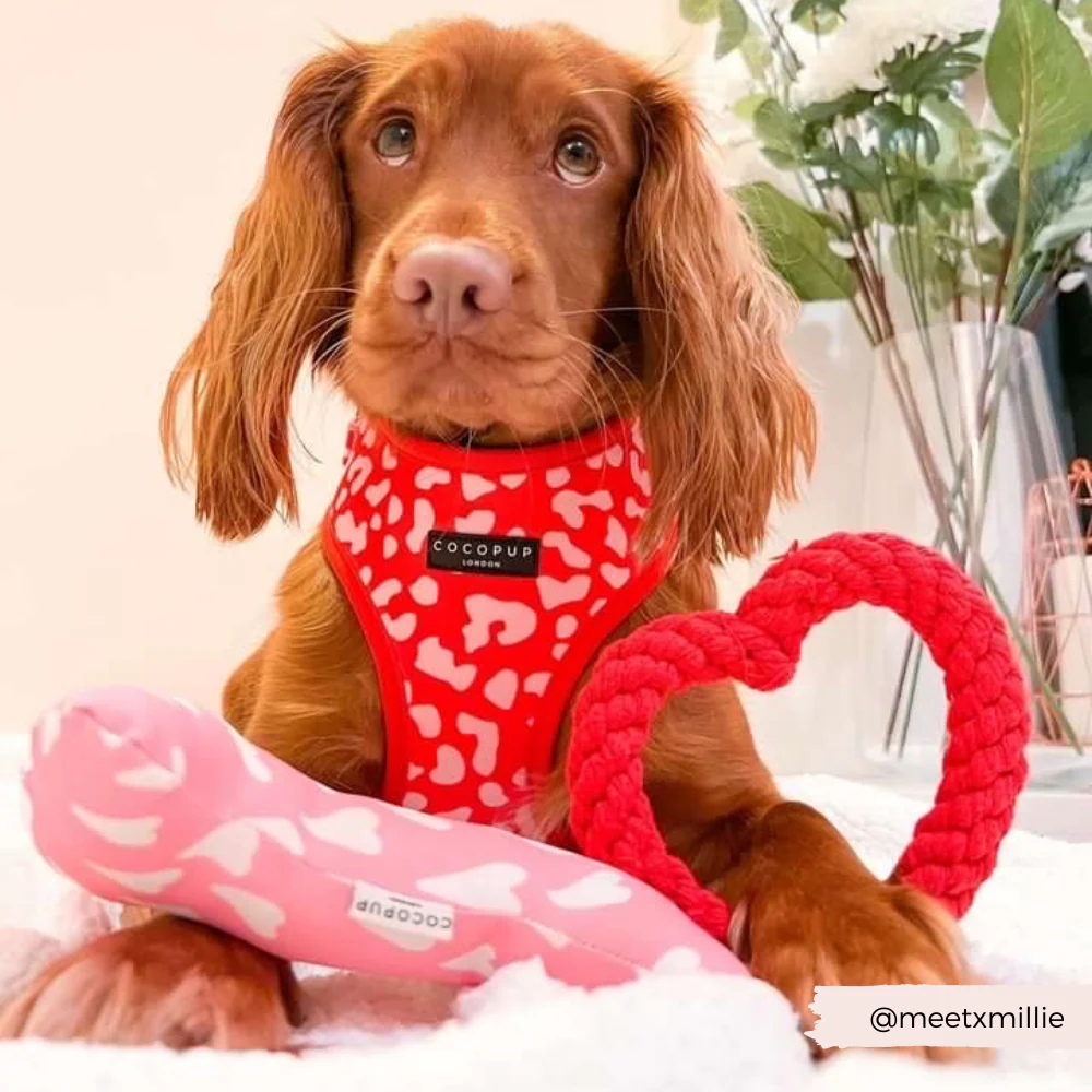 Red & Pink Leopard Adjustable Neck Harness, Lead & Collar Bundle - Image 11