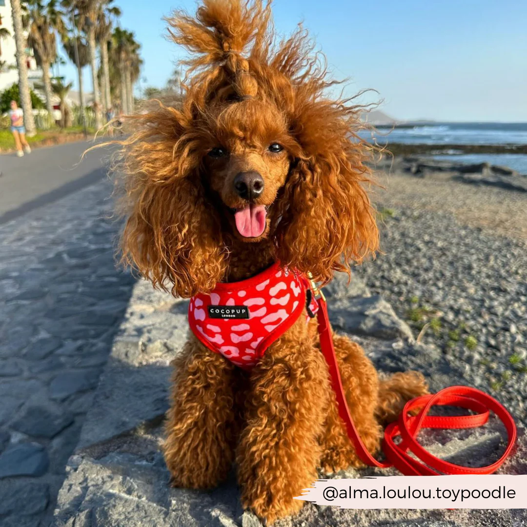 Red & Pink Leopard Adjustable Neck Harness, Lead & Collar Bundle - Image 14