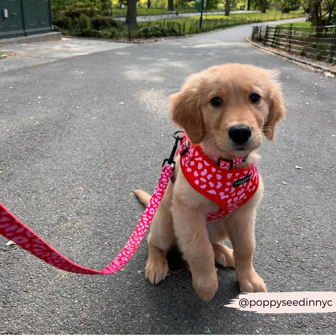 Red & Pink Leopard Adjustable Neck Harness, Lead & Collar Bundle - Image 16