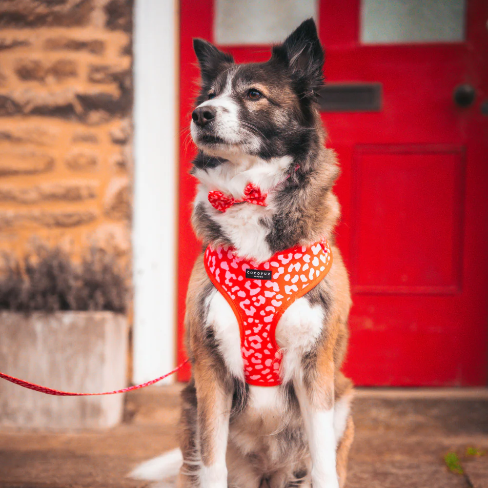 Red & Pink Leopard Adjustable Neck Harness, Lead & Collar Bundle - Image 6