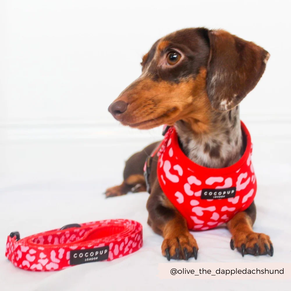 Red & Pink Leopard Adjustable Neck Harness, Lead & Collar Bundle - Image 8