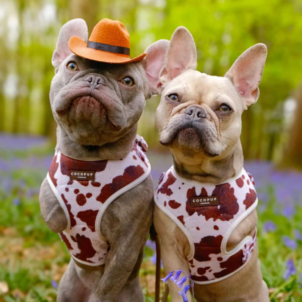 Rodeo Pup Dog Hat - Image 11