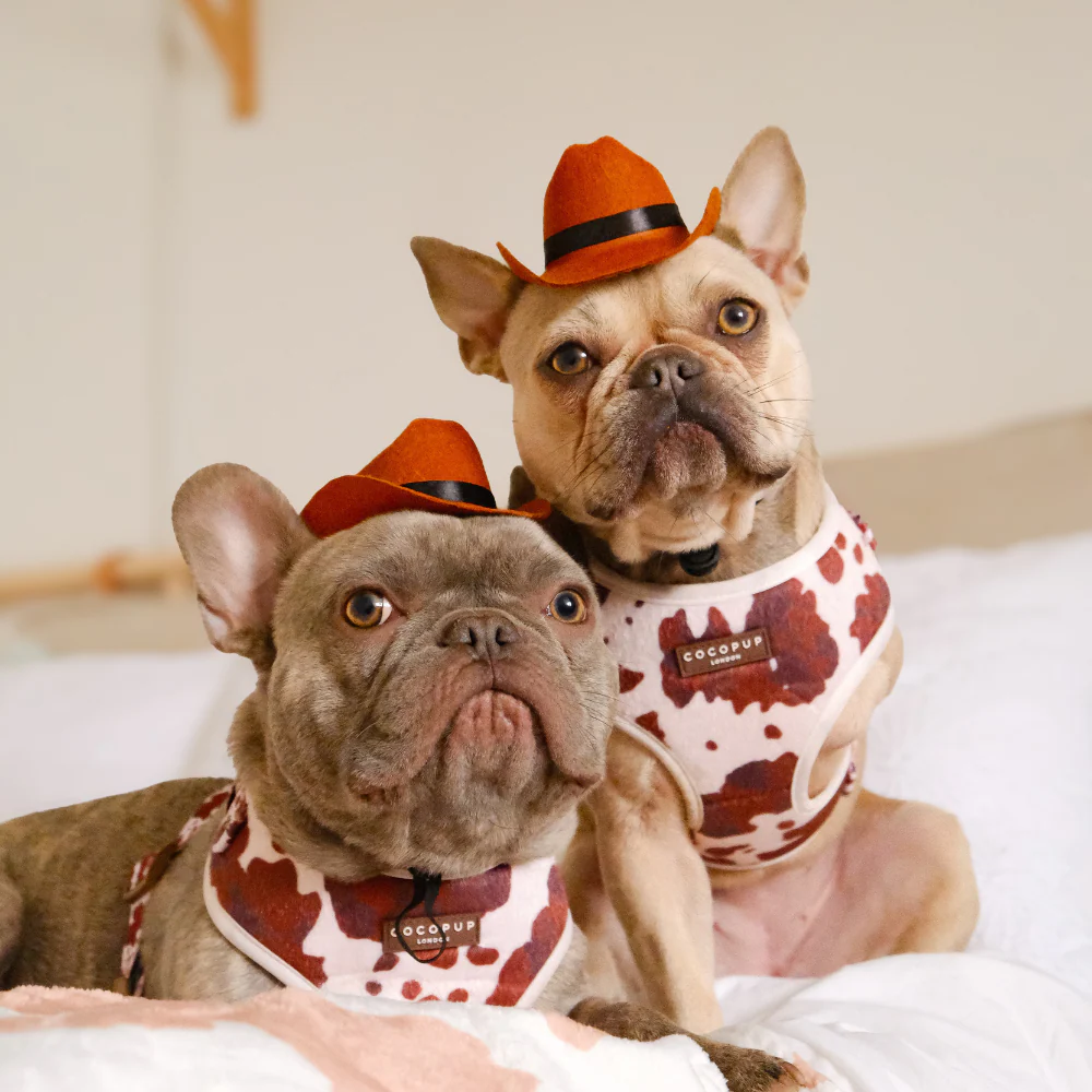 Rodeo Pup Dog Hat - Image 13