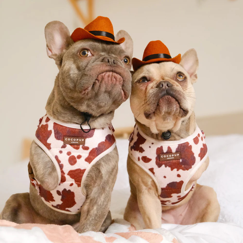 Rodeo Pup Dog Hat - Image 14
