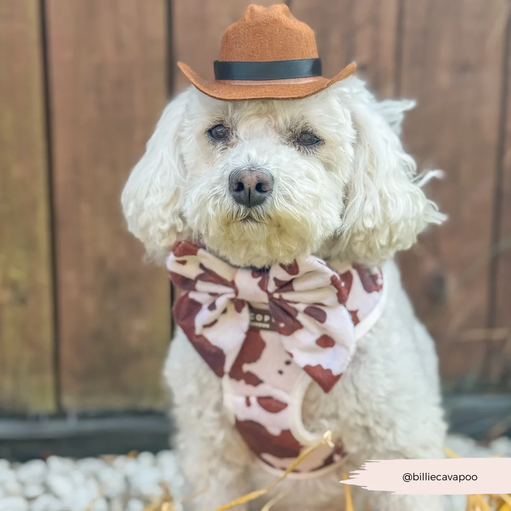 Rodeo Pup Dog Hat - Image 15