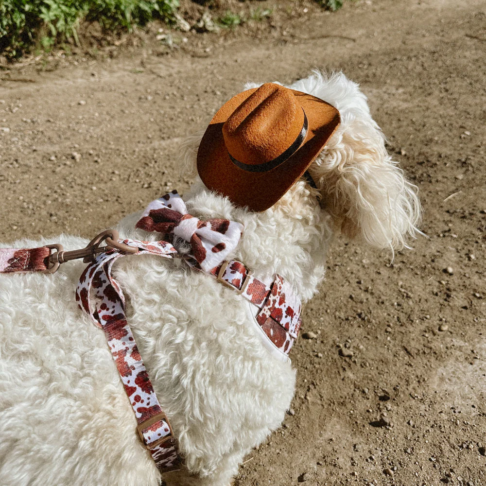 Rodeo Pup Dog Hat - Image 3