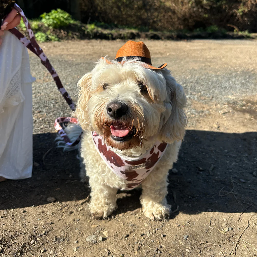 Rodeo Pup Dog Hat - Image 7