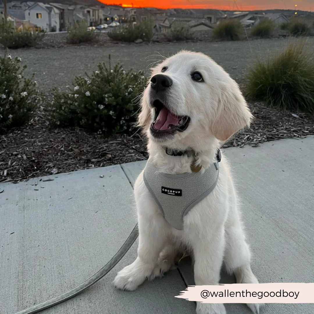 Sage Tweed Adjustable Neck Harness, Lead & Collar Bundle - Image 10