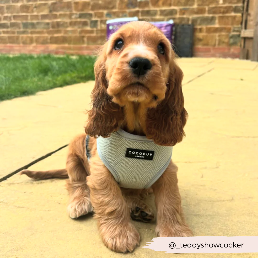 Sage Tweed Adjustable Neck Harness, Lead & Collar Bundle - Image 13
