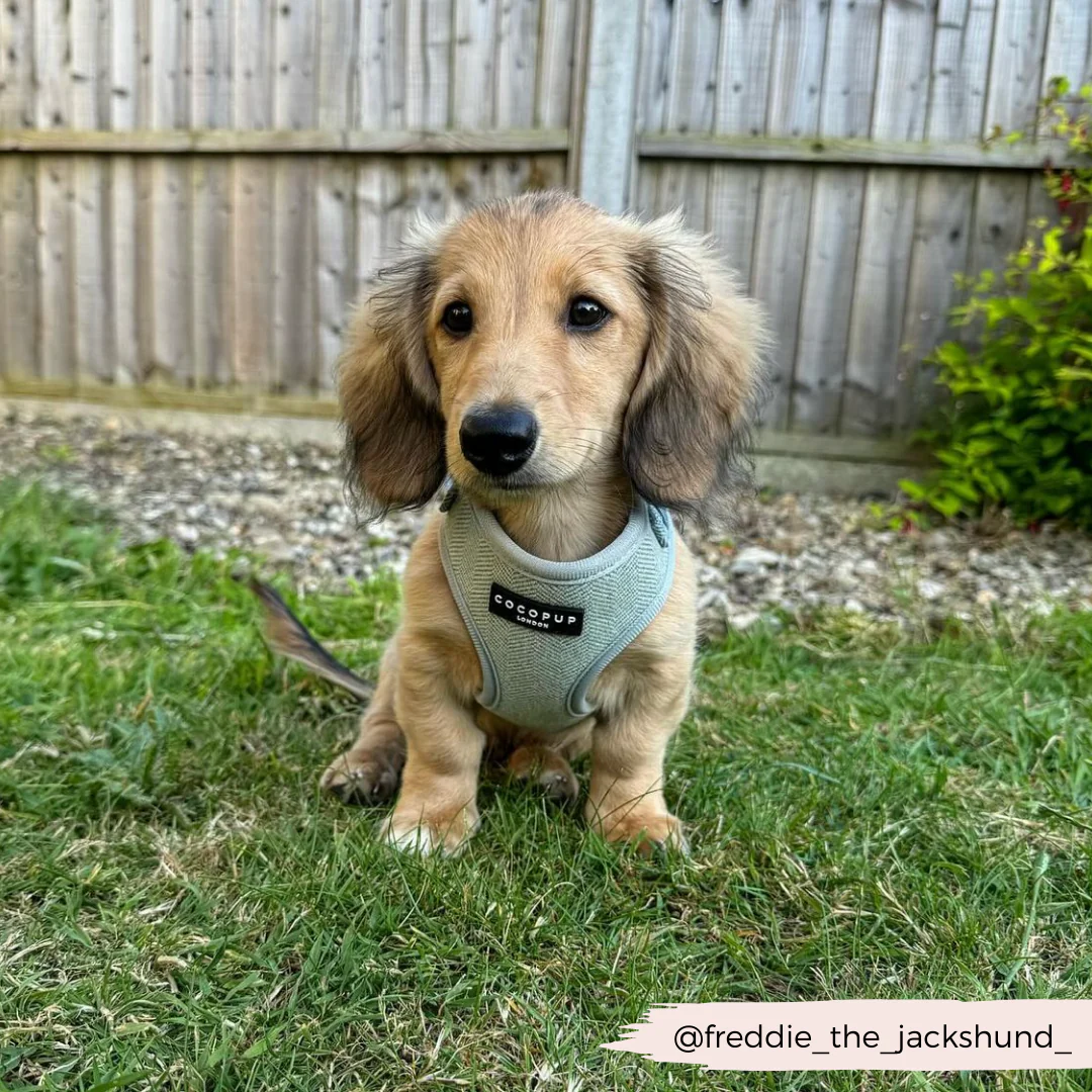 Sage Tweed Adjustable Neck Harness, Lead & Collar Bundle - Image 14