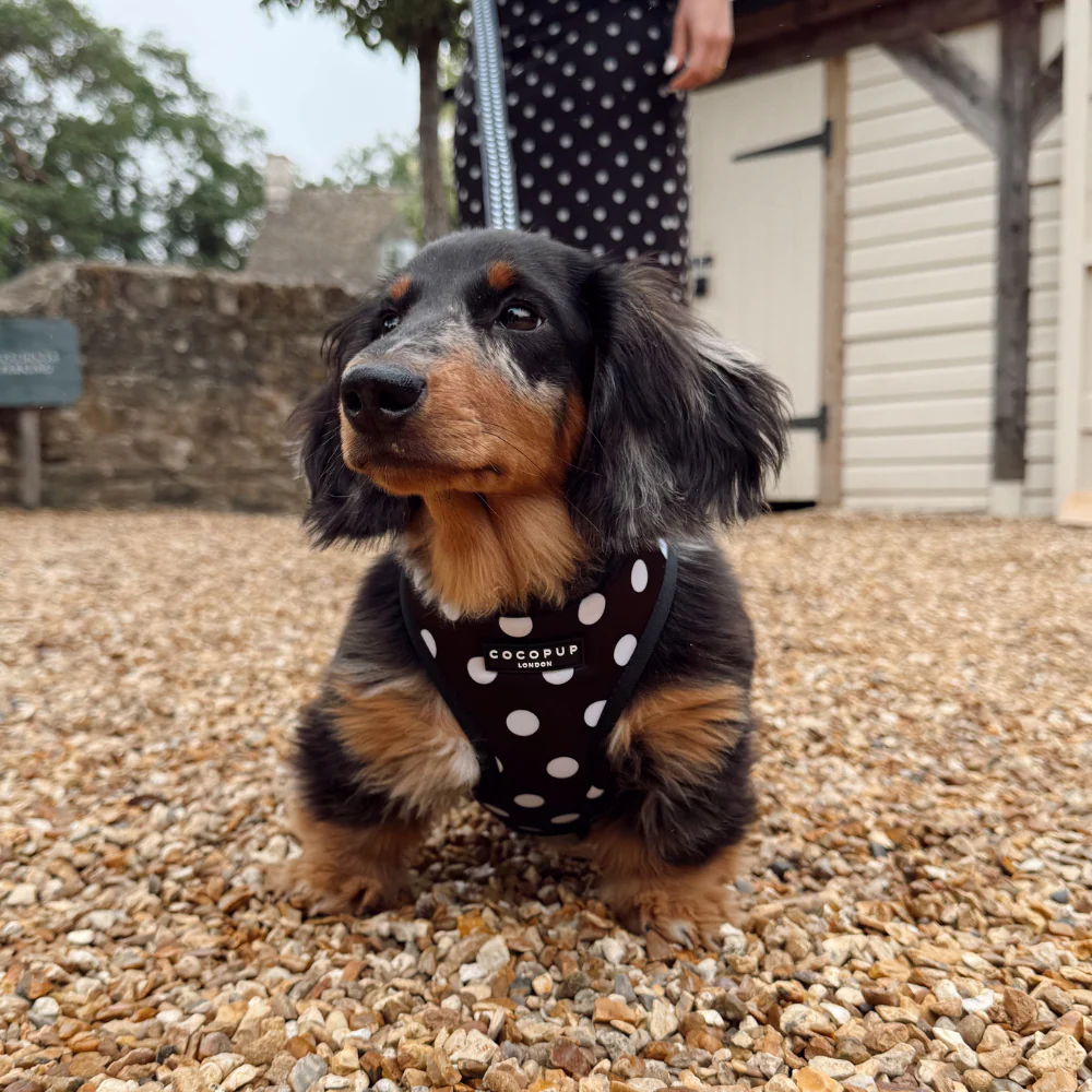 Polka Dot Adjustable Neck HARNESS - Image 10