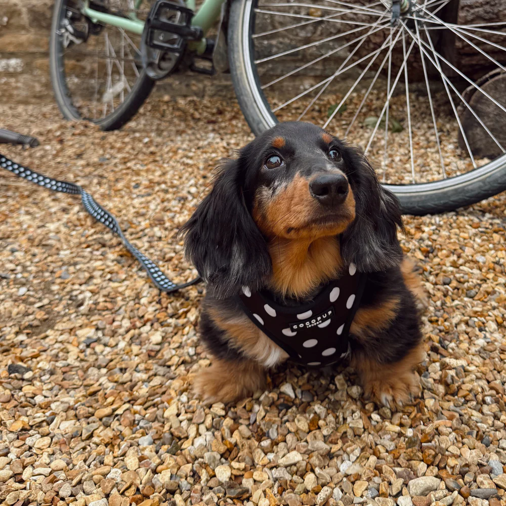 Polka Dot Adjustable Neck Harness, Lead & Collar Bundle - Image 12