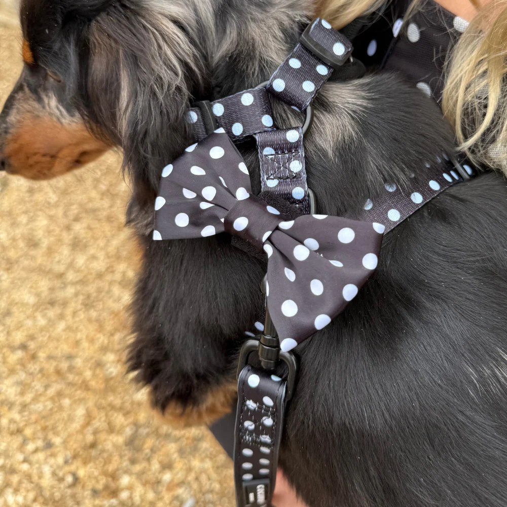 Polka Dot Bow Tie - Image 3