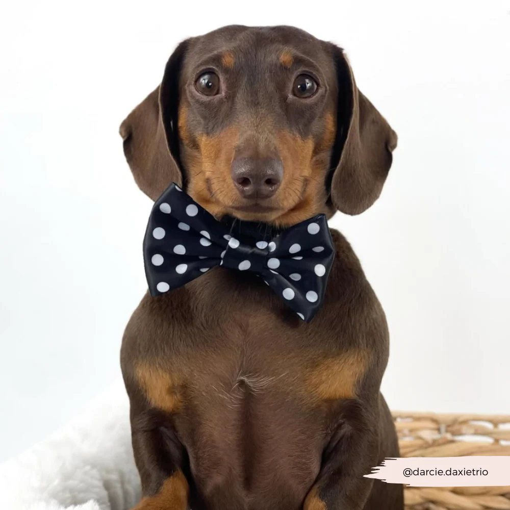 Polka Dot Bow Tie - Image 4