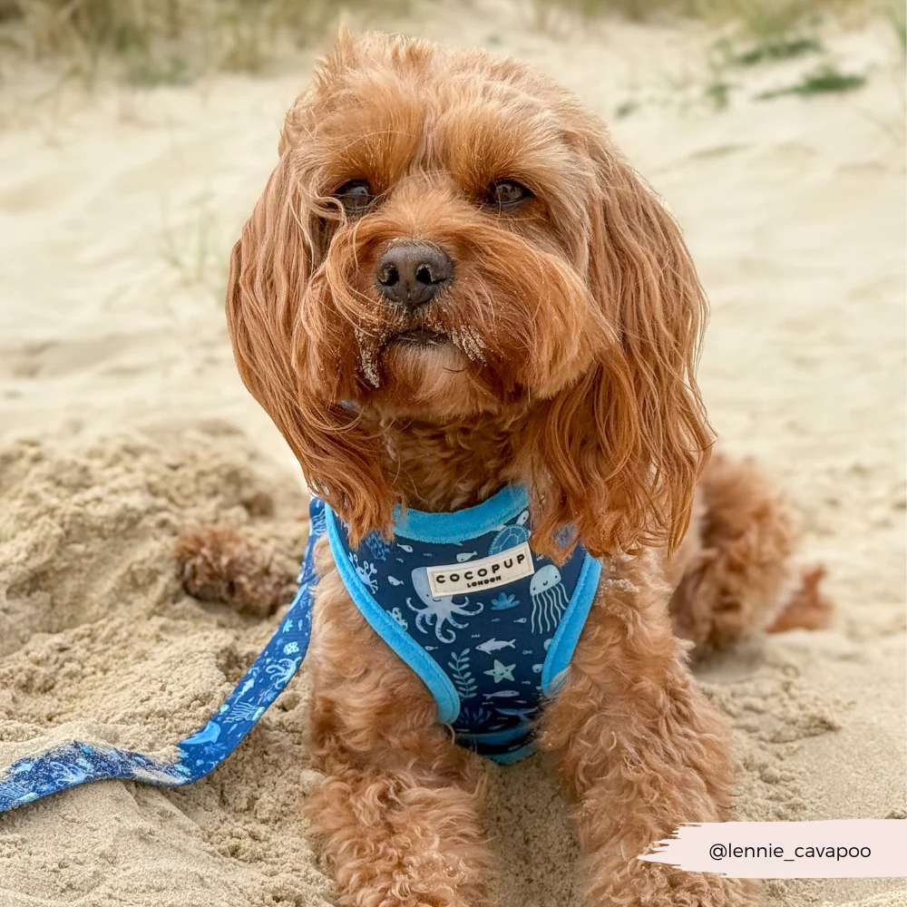 Sea Life Pawty Adjustable Neck HARNESS - Image 8