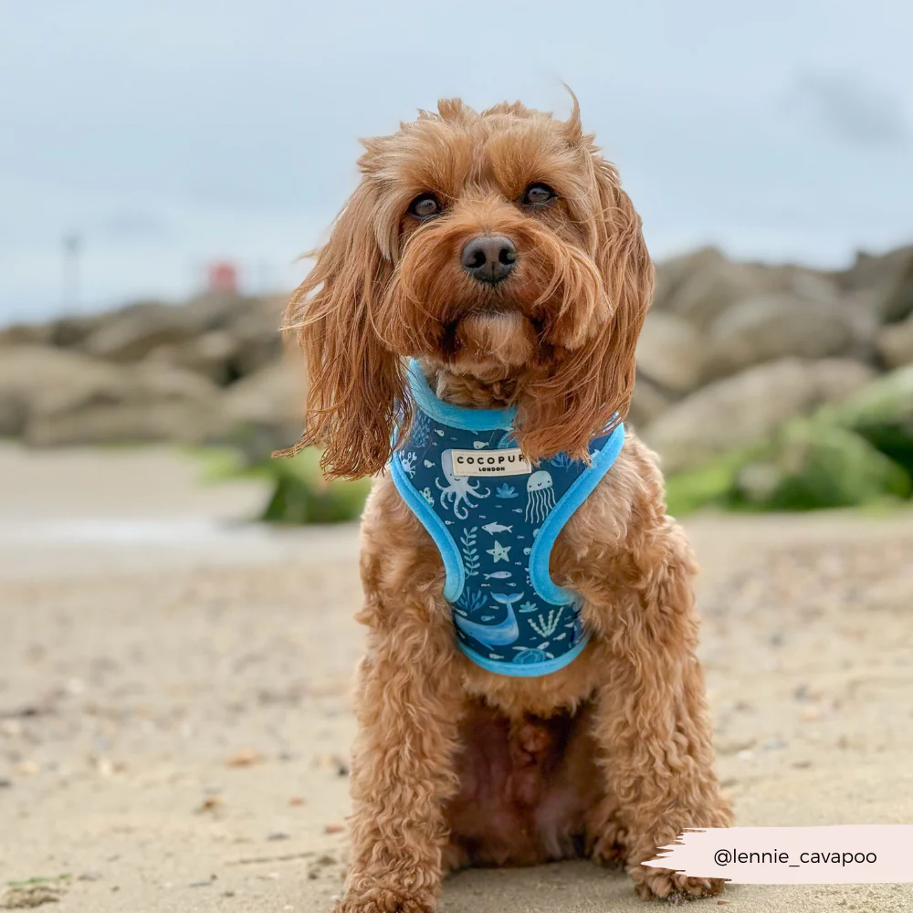 Sea Life Pawty Adjustable Neck HARNESS - Image 11