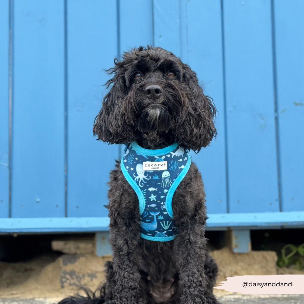 Sea Life Pawty Adjustable Neck HARNESS - Image 13