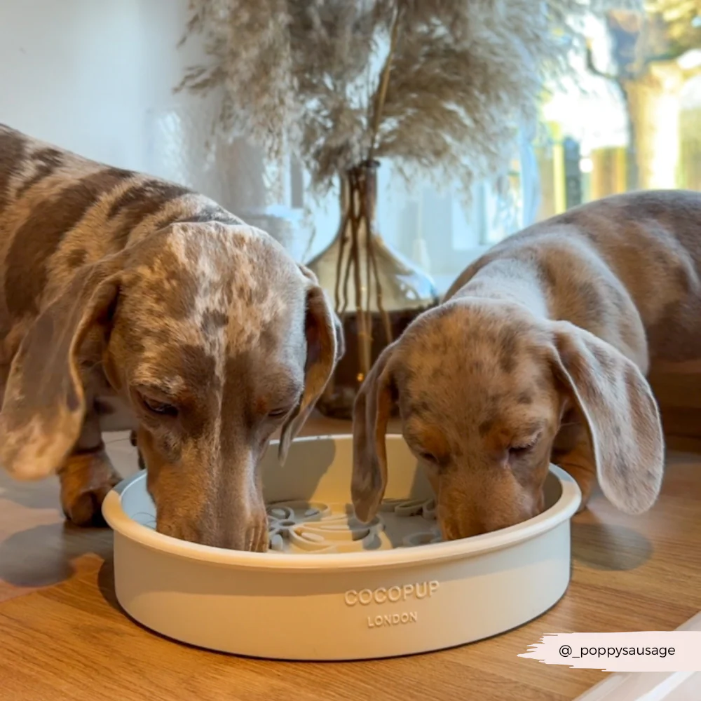 Slow Feeder Lick Dog Bowl - Cream Flowers - Image 5