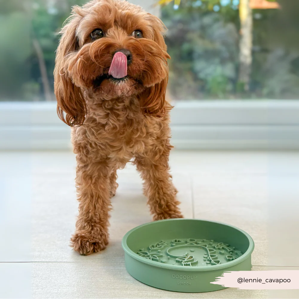 Slow Feeder Lick Dog Bowl - Dinopaws - Image 9