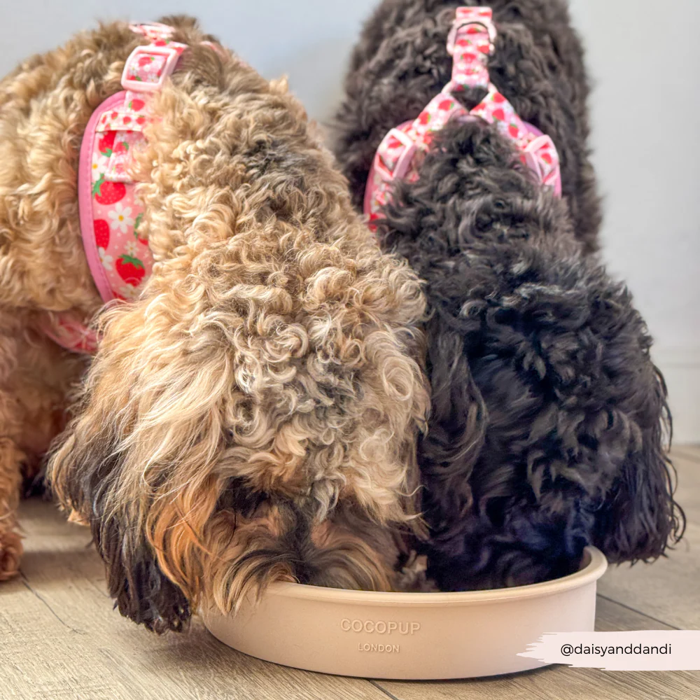 Slow Feeder Lick Dog Bowl - Pupberry Fields - Image 7