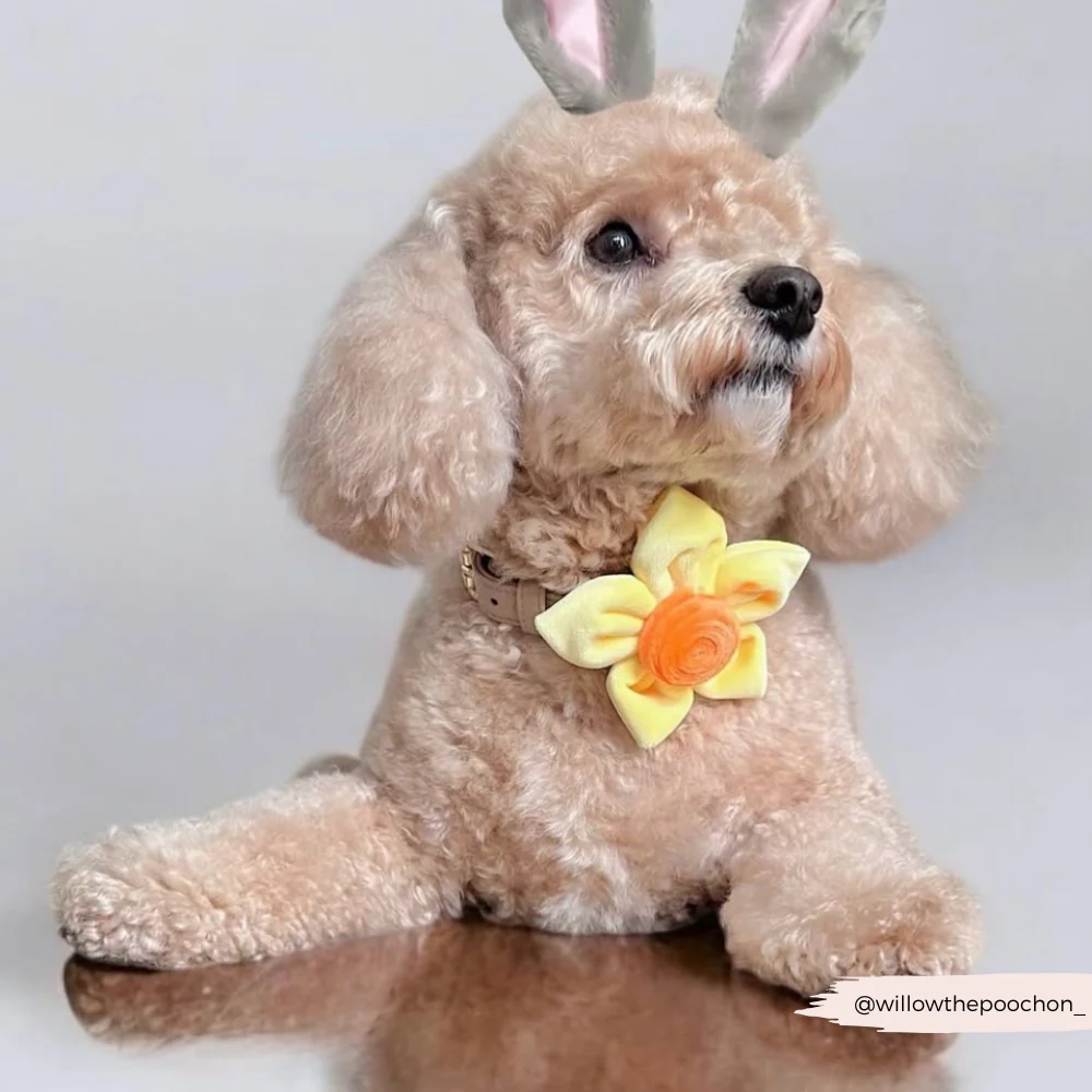 Spring Daffodil Collar Flower - Image 17