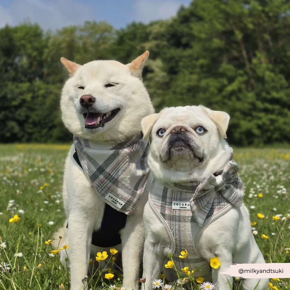 Oxford Plaid Bandana - Image 6